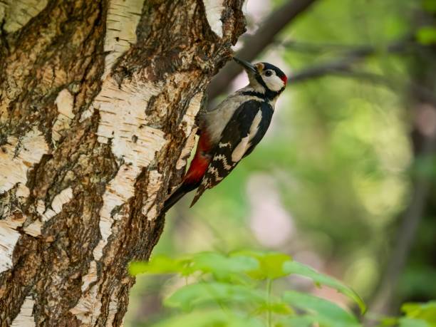 istock Great spotted woodpecker on a birch tree in green scenery. 2191947710