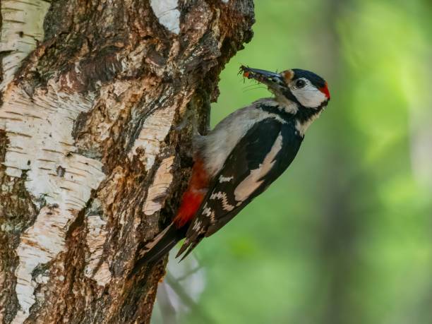 istock Great spotted woodpecker on a birch tree in green scenery. 2191947744