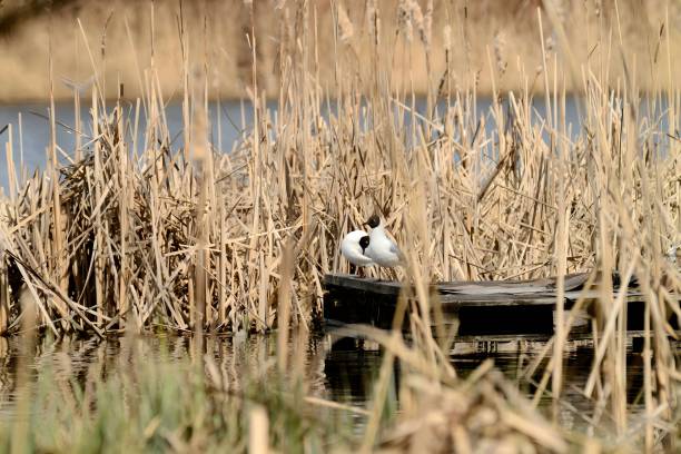 A peaceful scene with two Black-headed gulls resting on a wooden platform amidst the reeds, showcasing nature's tranquility.