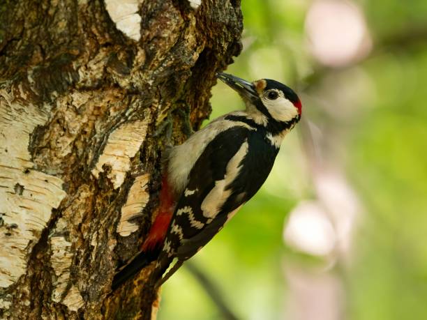 istock Great spotted woodpecker on a birch tree in green scenery. 2191947920