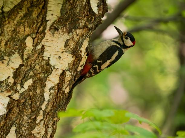 istock Great spotted woodpecker on a birch tree in green scenery. 2191947965