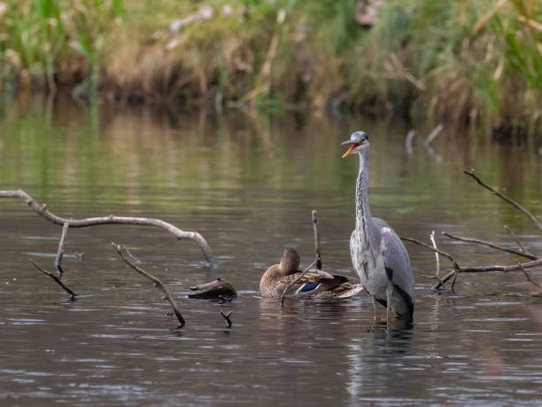 Grey heron standing in the water against a background of green plants. A majestic Grey Heron gracefully stands in the tranquil water, its tall figure blending seamlessly with the vibrant greenery of the surrounding plants. big blue crane stock pictures, royalty-free photos & images