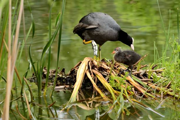 istock An adult Eurasian coot with a youngster. 2191948049