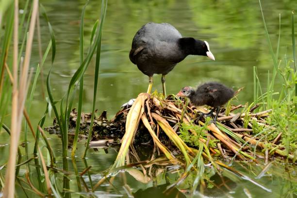 istock An adult Eurasian coot with a youngster. 2191948076