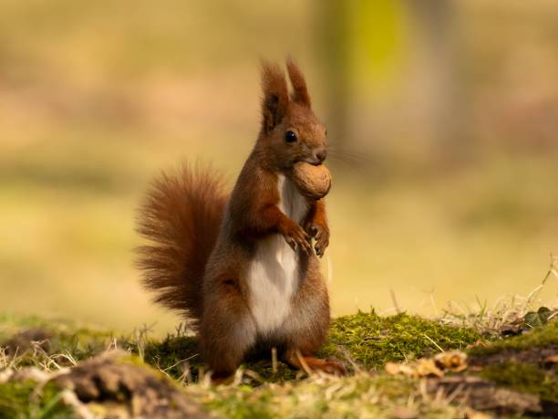 Squirrel holding and chewing chestnut while sitting on a stump in its natural woodland habitat