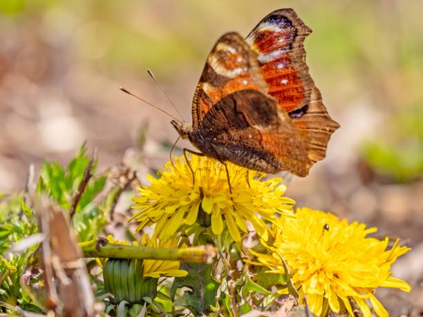 Peacock butterfly on yellow milkweed.