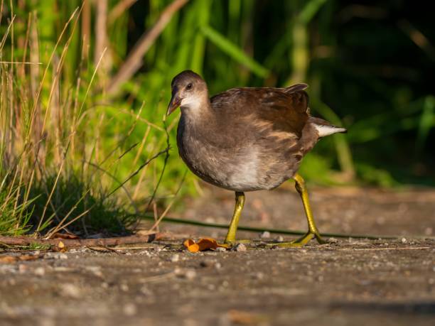 istock Common moorhen against a background of green grass. 2191948206