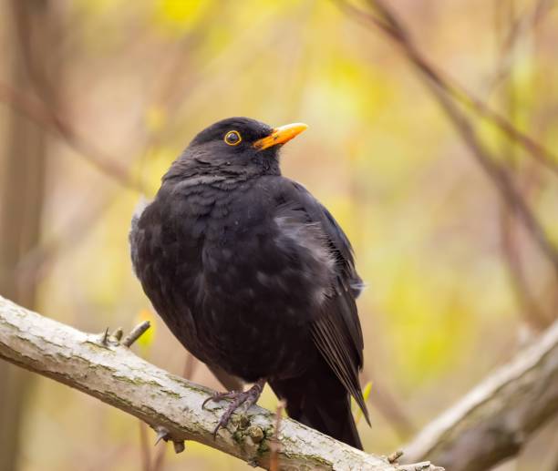 istock Common blackbird sitting on a tree branch, with blurred vegetation in the background. 2191948230