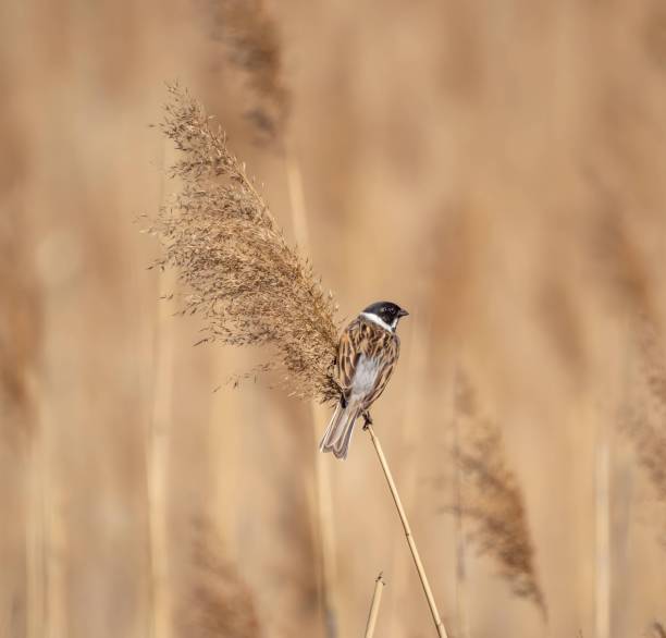 istock Common reed bunting on dry grass on a blurry background. 2191948261