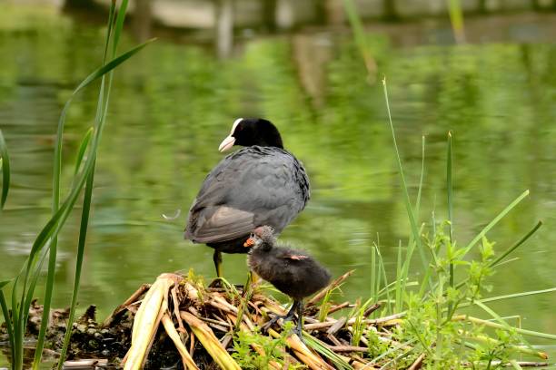 istock An adult Eurasian coot with a youngster. 2191948357