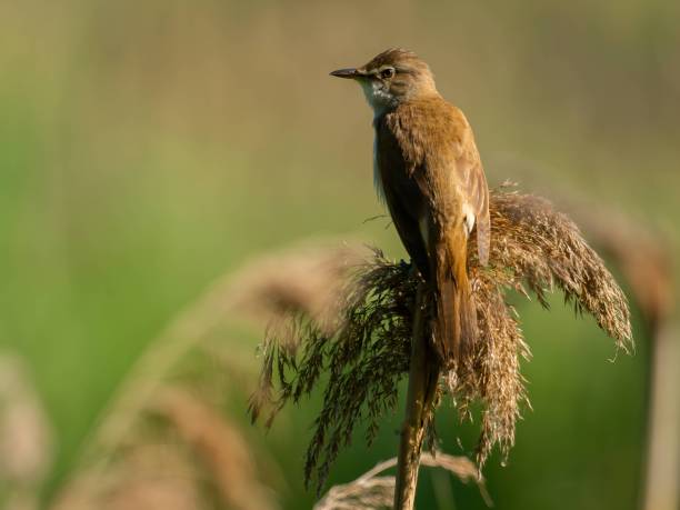 istock Great Reed Warbler in a green setting sitting on dry grass. 2191948576