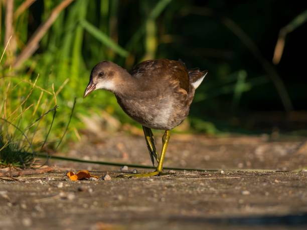 istock Common moorhen against a background of green grass. 2191948655