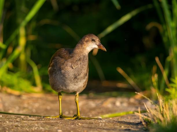 istock Common moorhen against a background of green grass. 2191948683