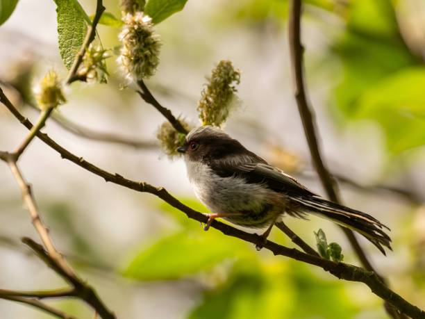 istock Long-tailed tit on a twig in the middle of the greenery. 2191948879