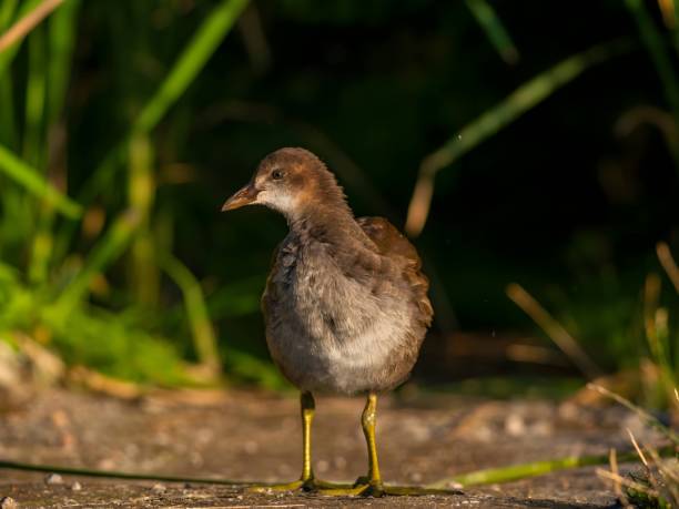 Common moorhen gracefully stands amidst lush green grass, blending perfectly with nature's vibrant beauty.