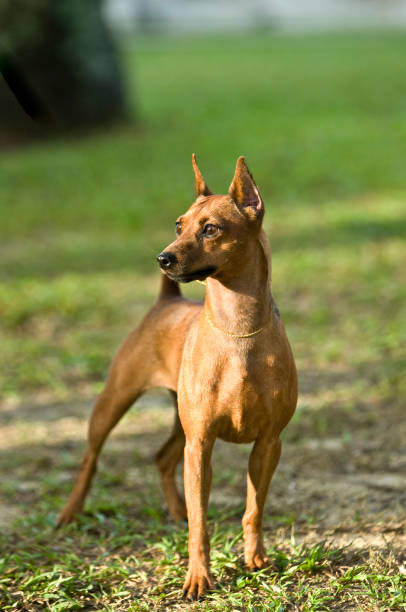 istock Miniature Pinscher having fun in the park 2191948978