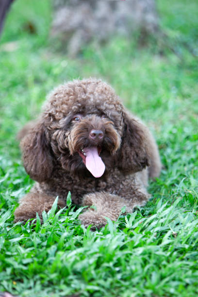 istock Toy poodle puppy playing in the park 2191949102