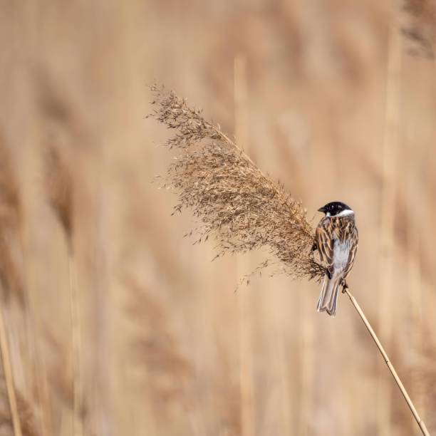 istock Common reed bunting on dry grass on a blurry background. 2191949173