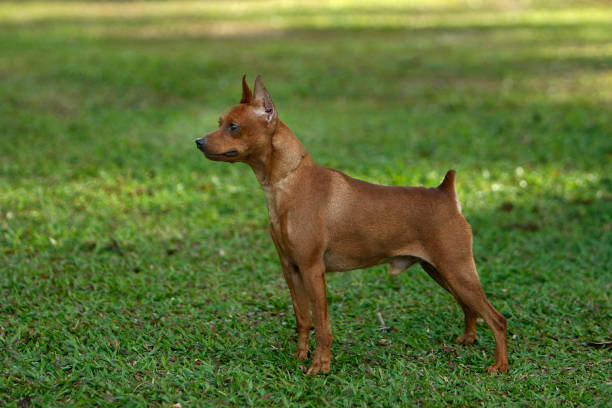 istock Miniature Pinscher having fun in the park 2191949429