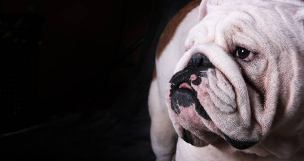 istock Portrait of a mascular looking bulldog 2191949473