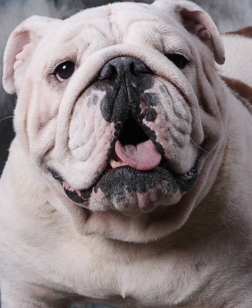 istock Portrait of a mascular looking bulldog 2191949521