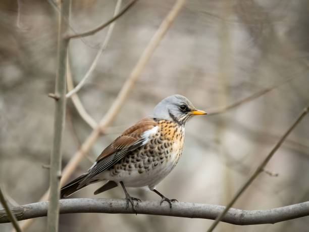 istock Fieldfare on a branch, blurred background. 2191949527