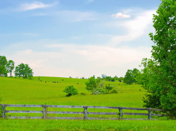 Rolling hills with cattle and rail fence- Richomin, Kentucky