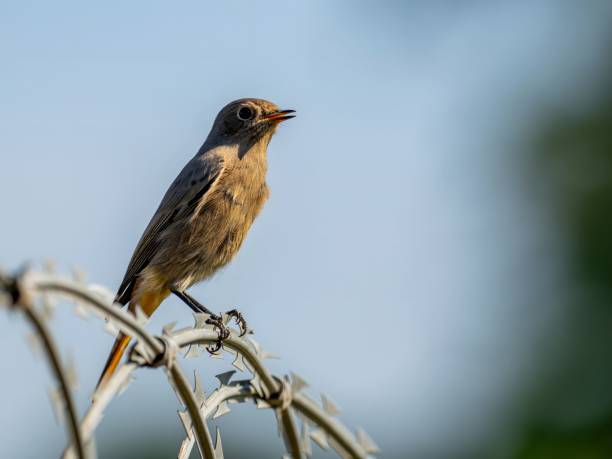 istock Black redstart sitting on a metal chain against a bright sky background. 2191949560