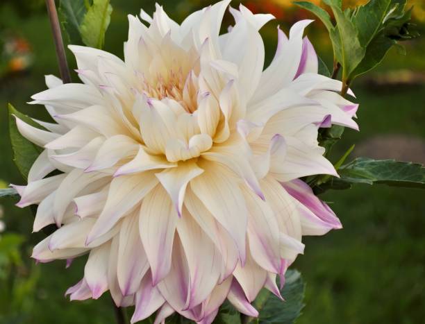 istock White dahlia flower in garden 2191949577