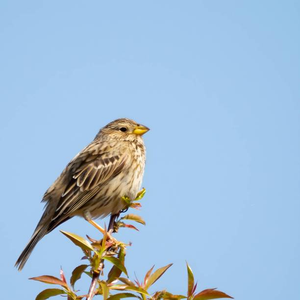 istock Corn bunting on a twig, close-up photo against the sky. 2191949612