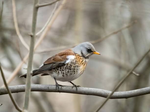 istock Fieldfare on a branch, blurred background. 2191949620