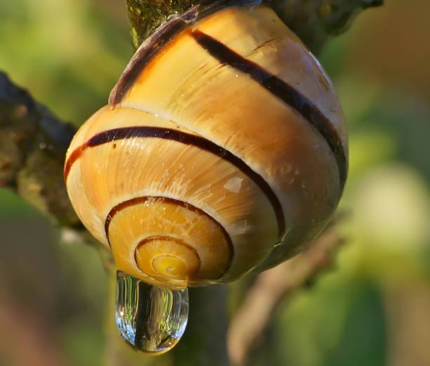 Free picture: invertebrate, shellfish, insect, snail, gastropod, wildlife