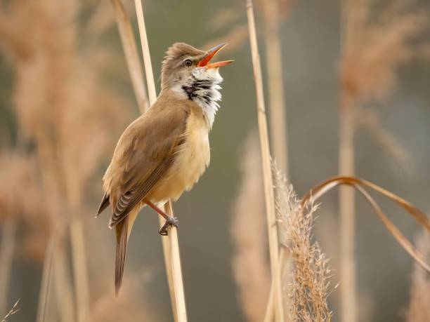 istock Great reed warbler on dry reeds. 2191950380