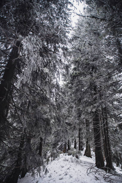 Snow-covered forest path surrounded by tall evergreen trees in a serene winter landscape. Gorgany range during winter. Carpathian mountains, Ukraine