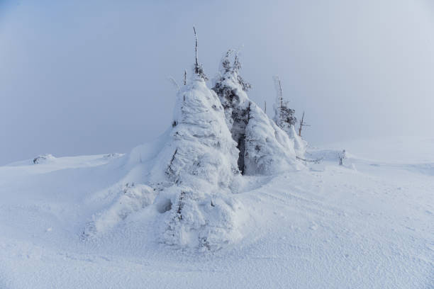 Snow-covered trees rise dramatically against a gray winter sky in a remote mountain landscape. Gorgany range during winter. Carpathian mountains, Ukraine