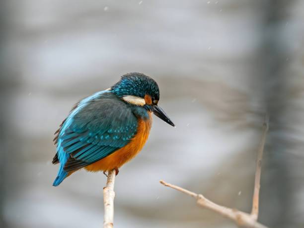 istock Common kingfisher on a branch, close-up photo, blurred background. 2191950636