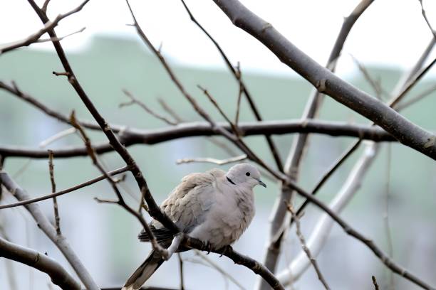Eurasian Collared dove has eyes closed while on branch during spring snow in Colorado. OLYMPUS DIGITAL CAMERA