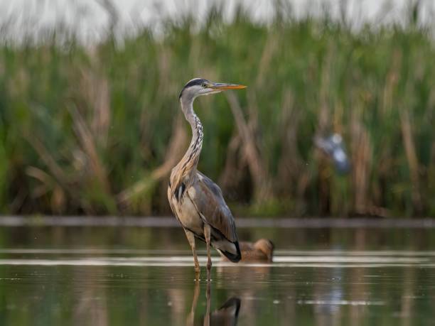 Grey heron standing in the water against a background of green plants. A majestic Grey Heron gracefully stands in the tranquil water, its tall figure blending seamlessly with the vibrant greenery of the surrounding plants. big blue crane stock pictures, royalty-free photos & images