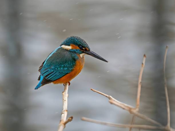 istock Common kingfisher on a branch, close-up photo, blurred background. 2191950884