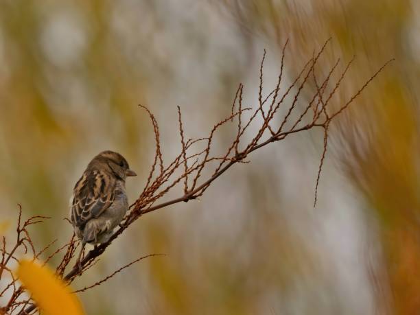 istock House sparrow on a branch, close-up photo, blurred background. 2191950935