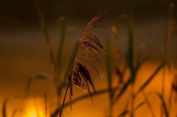 Golden grass sways gracefully against the backdrop of a breathtaking sunset, painting the sky in vibrant hues of orange and pink.