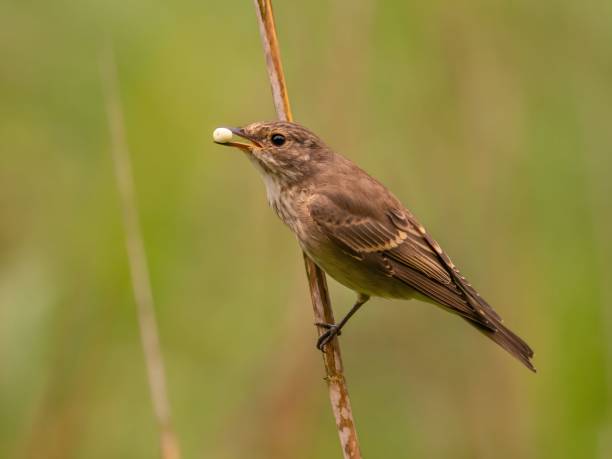 istock Spotted flycatcher sitting on a dry branch, smudged greenery in the background. 2191950955