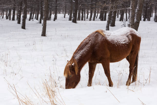 In winter, in the snowy forest, a horse is grazing