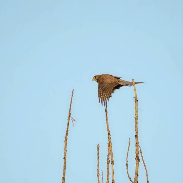 istock Common kestrel in flight against the sky. 2191951296