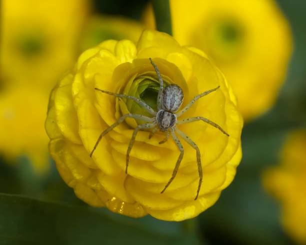 istock A spider on a yellow flower. 2191951526