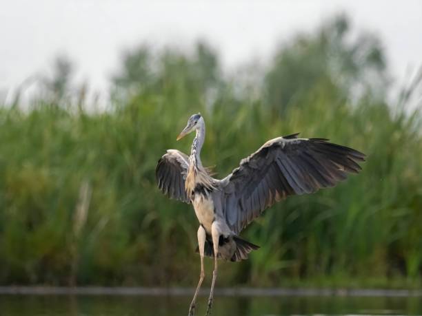 istock Grey heron taking flight against a background of green plants. 2191951654