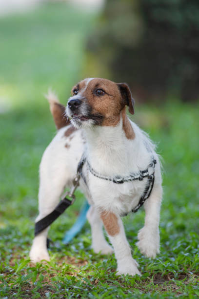istock Broken hair jack russell playing the park 2191951734