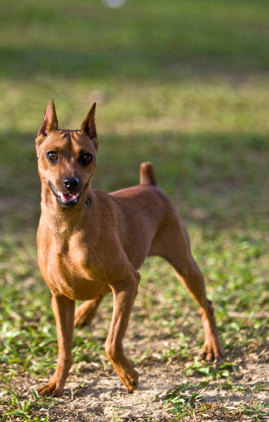 istock Miniature Pinscher having fun in the park 2191951738