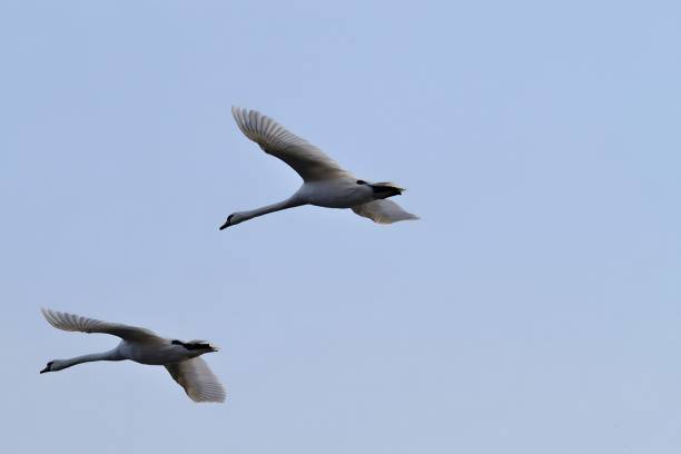 istock Mute Swan in flight against the sky. 2191951759