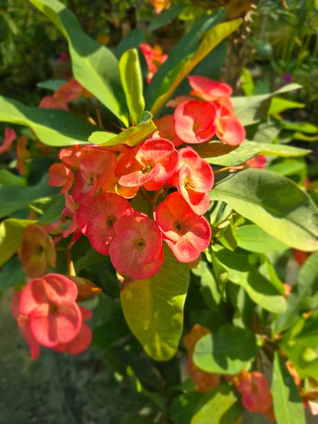 istock Euphorbia Milii Desmoul 2191952270